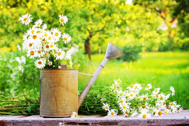 Gardening Trends to Incorporate in Your Yard